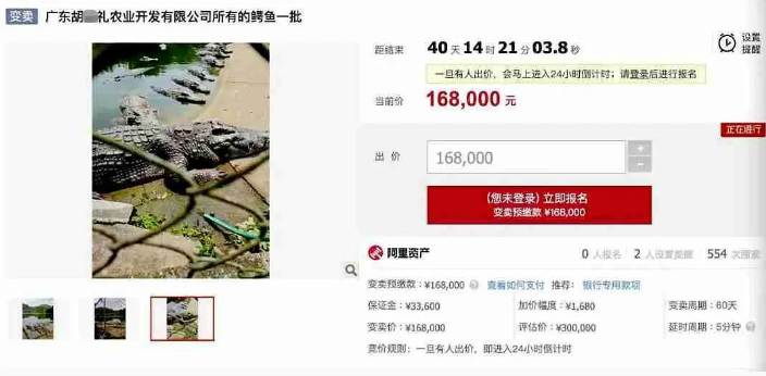 活体鳄鱼也能上法拍！竞拍者需自备“抓捕技能”和资质