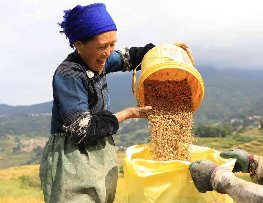 元阳：哈尼梯田稻禾结出平安穗