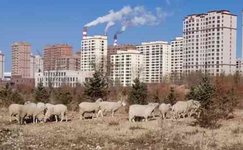 群众散养羊群走失报警求助，东胜民警两小时成功寻回