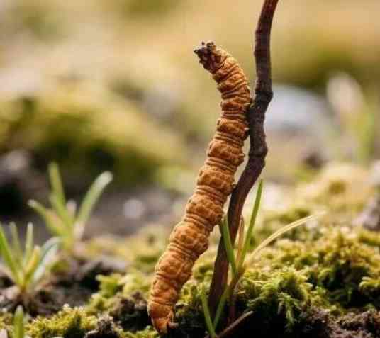 那曲中院联合多部门发布《那曲冬虫夏草地理标志产品司法保护令》